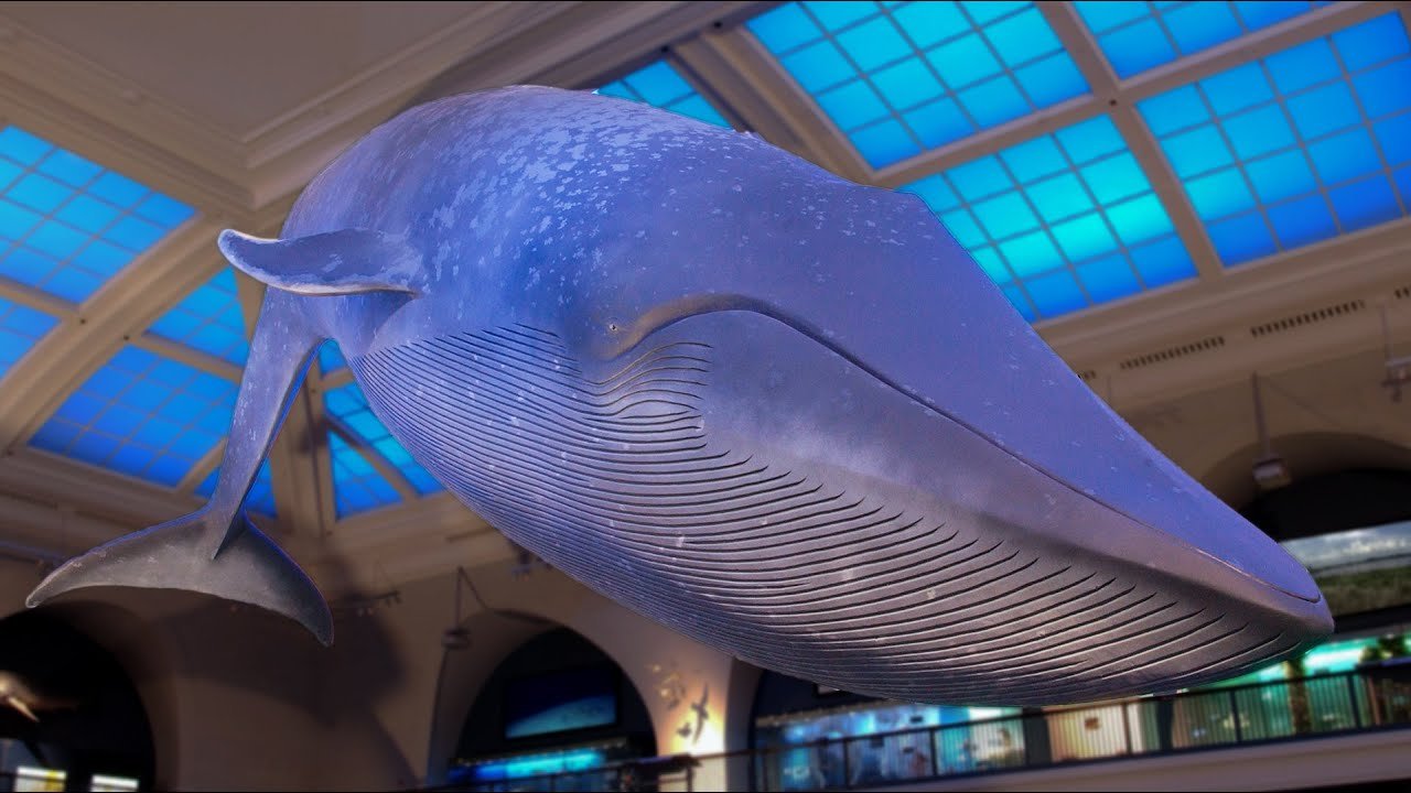 밀스타인 해양 생물관 (Milstein Hall of Ocean Life)